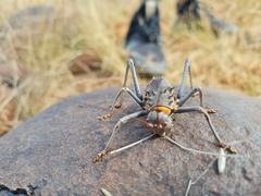 Acanthoplus