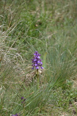 Anacamptis