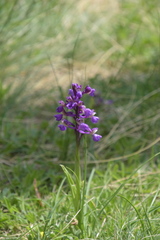 Anacamptis