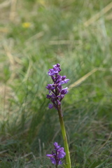 Anacamptis