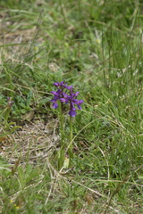 Anacamptis