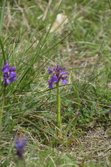 Anacamptis