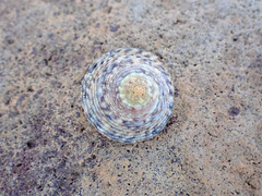 Bembicium vittatum