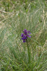Anacamptis