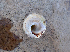 Bembicium vittatum