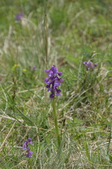 Anacamptis