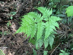 Dryopteris melanocarpa