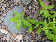 Erythranthe cardinalis