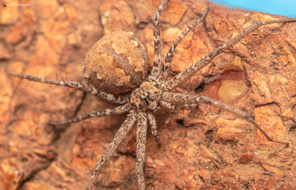 Long spinneret ground spiders from laingsburg 6900 south africa on
