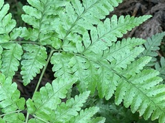 Dryopteris melanocarpa