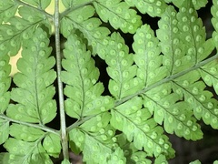 Dryopteris melanocarpa