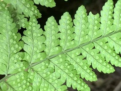 Dryopteris melanocarpa