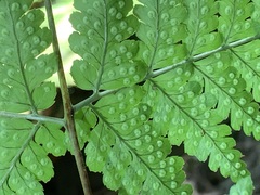 Dryopteris melanocarpa