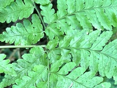 Dryopteris melanocarpa