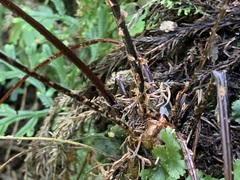 Dryopteris melanocarpa