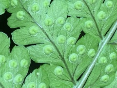 Dryopteris melanocarpa