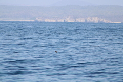 Hydrobates microsoma