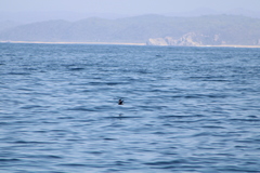 Hydrobates microsoma
