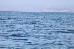 Hydrobates microsoma