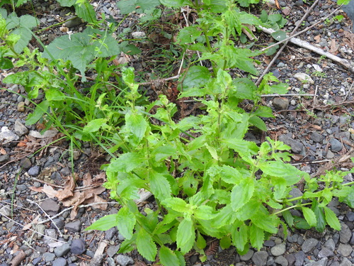 Monkeyflower (Scarlet) foliage