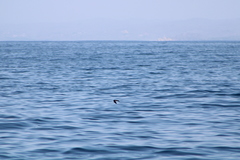 Hydrobates microsoma