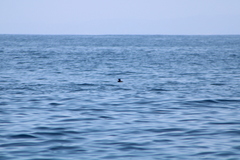 Hydrobates microsoma
