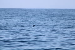 Hydrobates microsoma