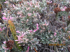 Indigofera praetermissa