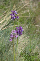 Anacamptis