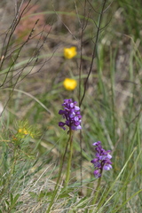Anacamptis
