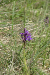 Anacamptis