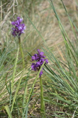 Anacamptis