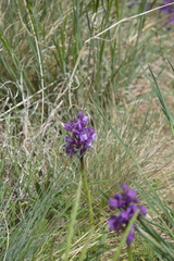 Anacamptis