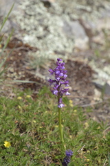 Anacamptis