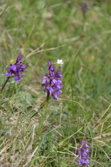 Anacamptis