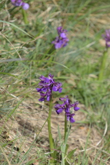 Anacamptis