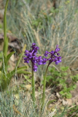 Anacamptis