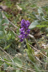 Anacamptis