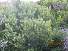 Pterocelastrus tricuspidatus