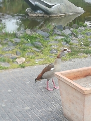 Alopochen aegyptiaca