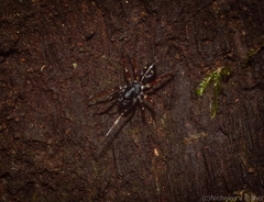 Euasteron enterprise