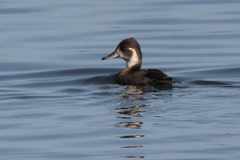 Netta erythrophthalma