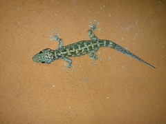 Phyllodactylus lanei