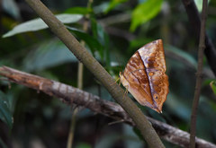 Zeuxidia amethystus amethystus