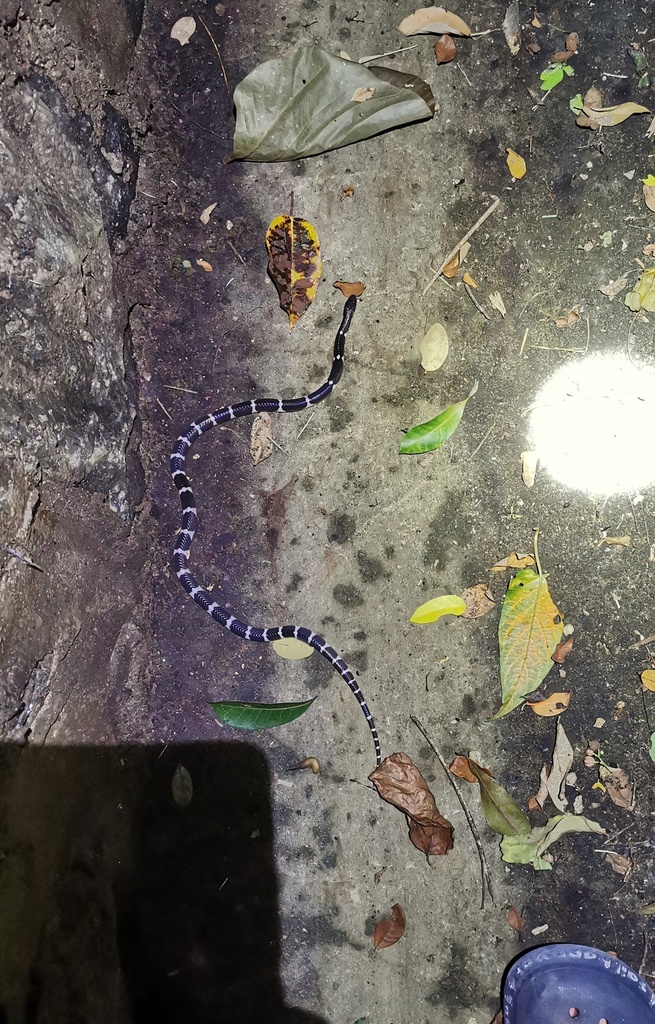Suzhen's Krait