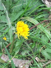 Taraxacum officinale