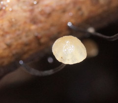 Marasmius alveolaris
