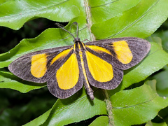 Smicropus intercepta