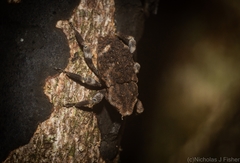 Poropterus bisignatus