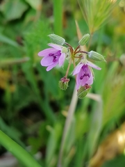 Erodium cicutarium
